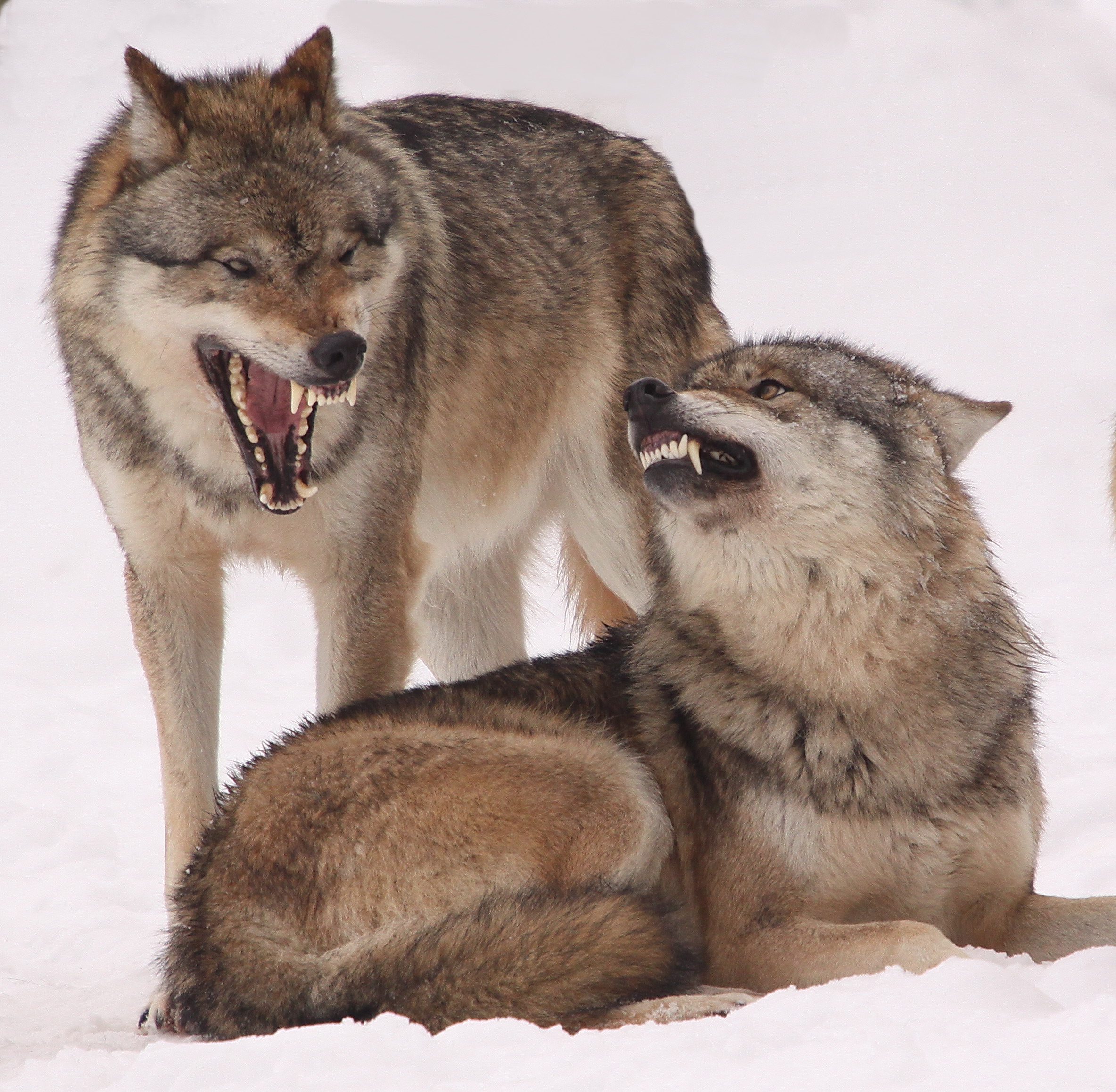 Der eine Wolf ist böse. 